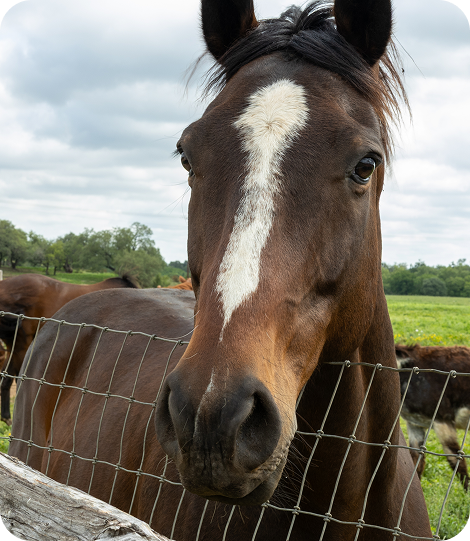 Close-up-of-horses