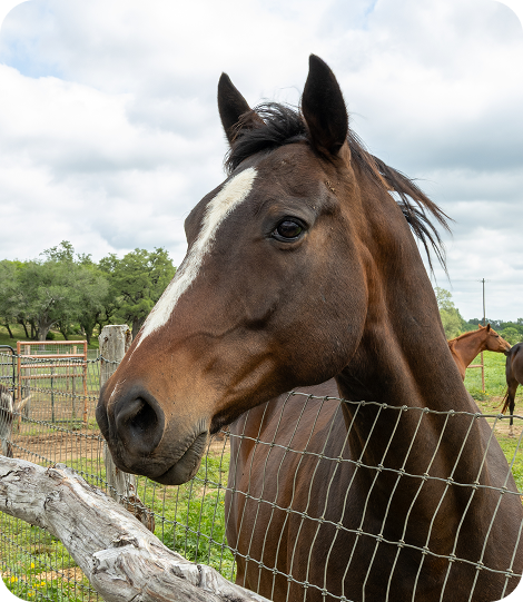 Close-up-of-horse