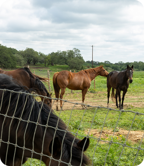 Group-of-horses-together