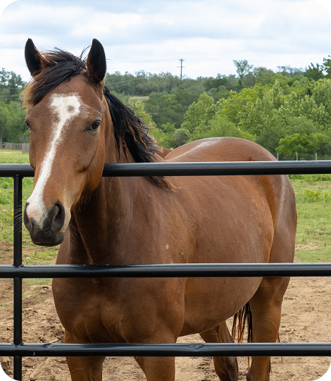 Horse-looking-over-gate