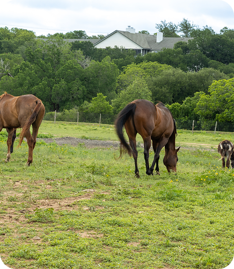 Horses-eating-in-field